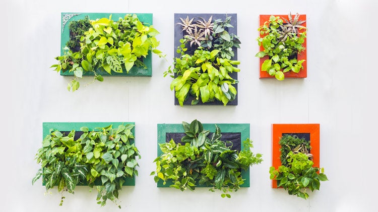 Green leafy plants in square boxes