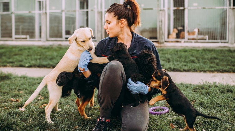 Women playing with small puppies