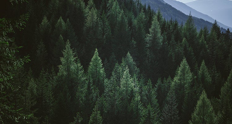 Dark green pine trees on a mountain