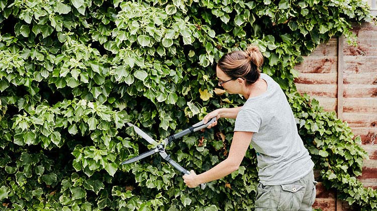 Woman cutting off overgrown ivy from a fence
