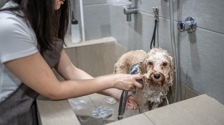 Women washing dog with shower head Women washing dog with shower head