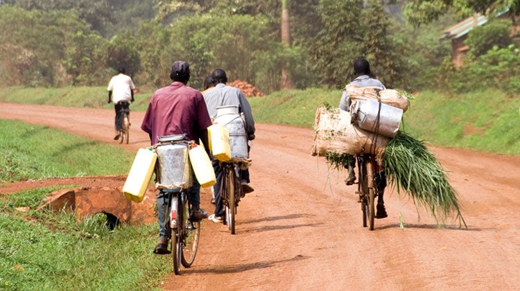 Group of men riding bicycles with water and farm crops Group of men riding bicycles with water and farm crops