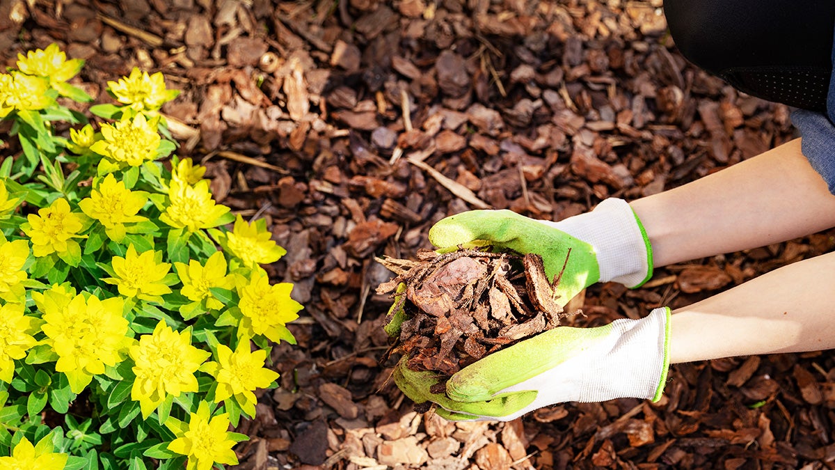 How to get rid of wood chips