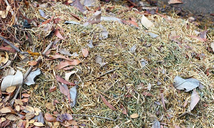 How to compost yard waste Pile of yard waste including grass leaves and twigs