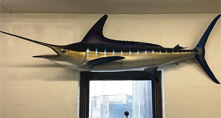 Giant sword fish statue on a wall