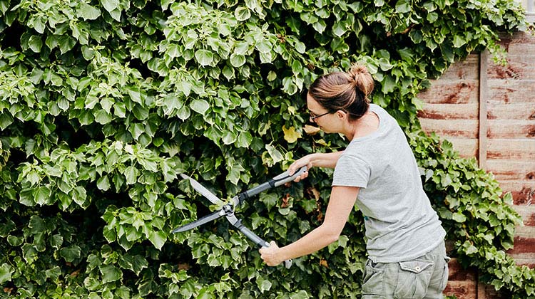 Woman cutting off overgrown ivy from a fence Woman cutting off overgrown ivy from a fence
