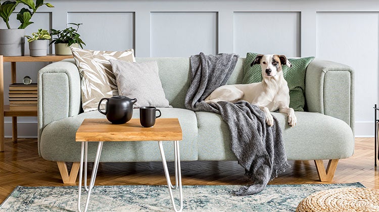 White dog with brown ears sitting on a couch 