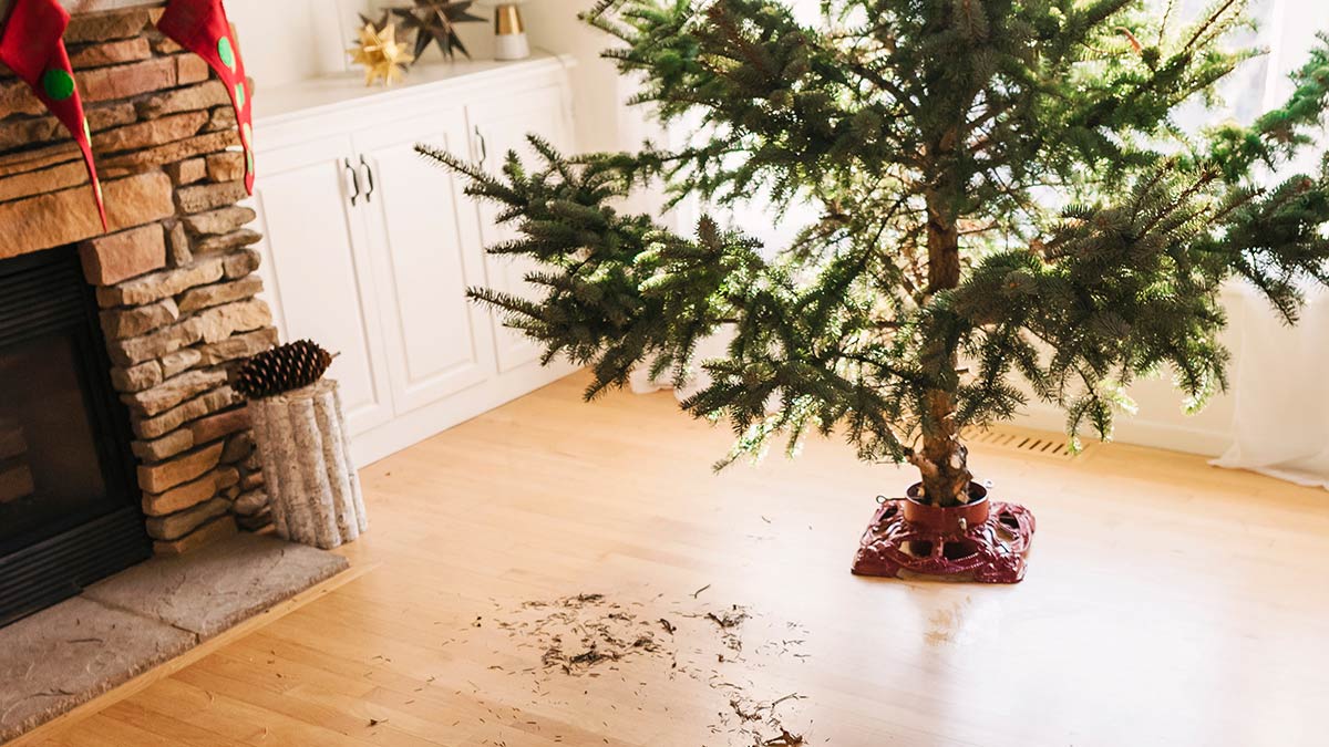 Christmas tree and christmas tree debris by a fireplace